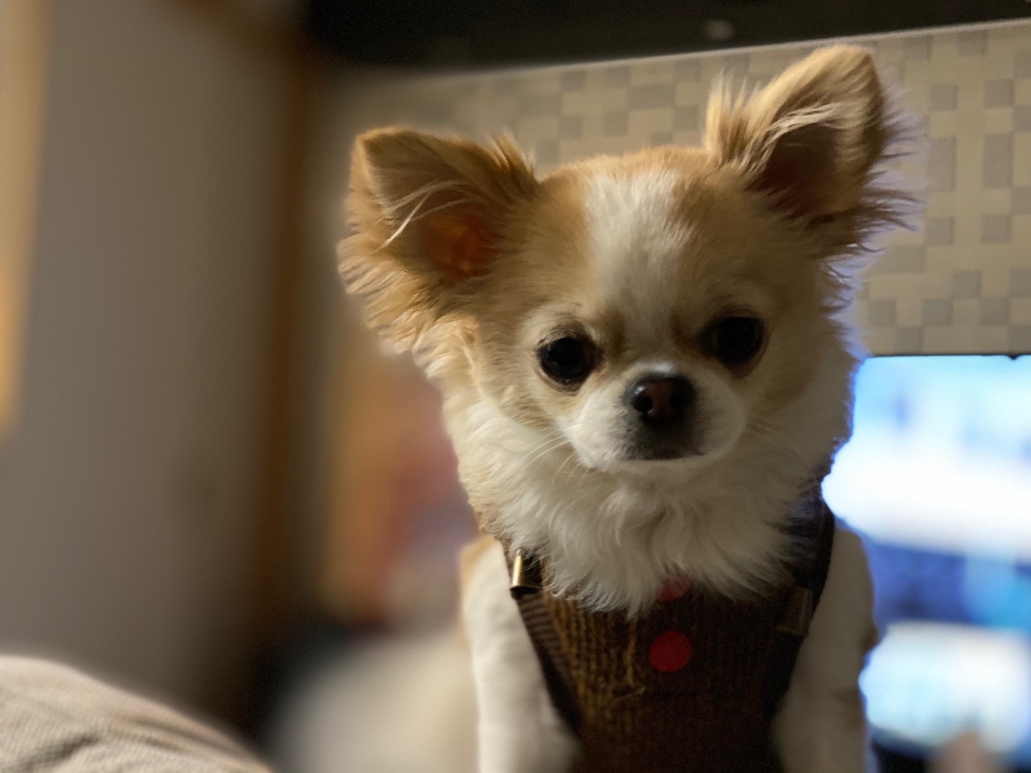 山根の日常 犬が我が家の中心です 家づくり学校 福山校 アドバイザーブログ