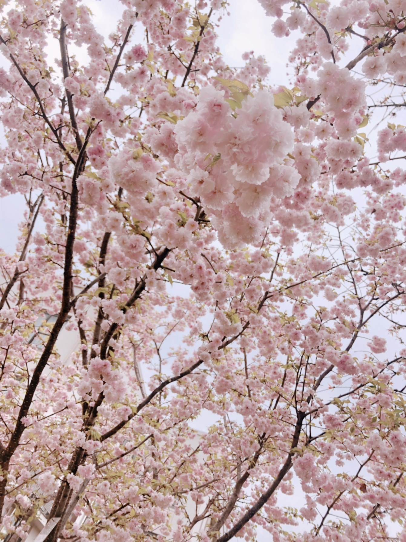 桜の種類をご存知ですか 家づくり学校 神戸校 アドバイザーブログ