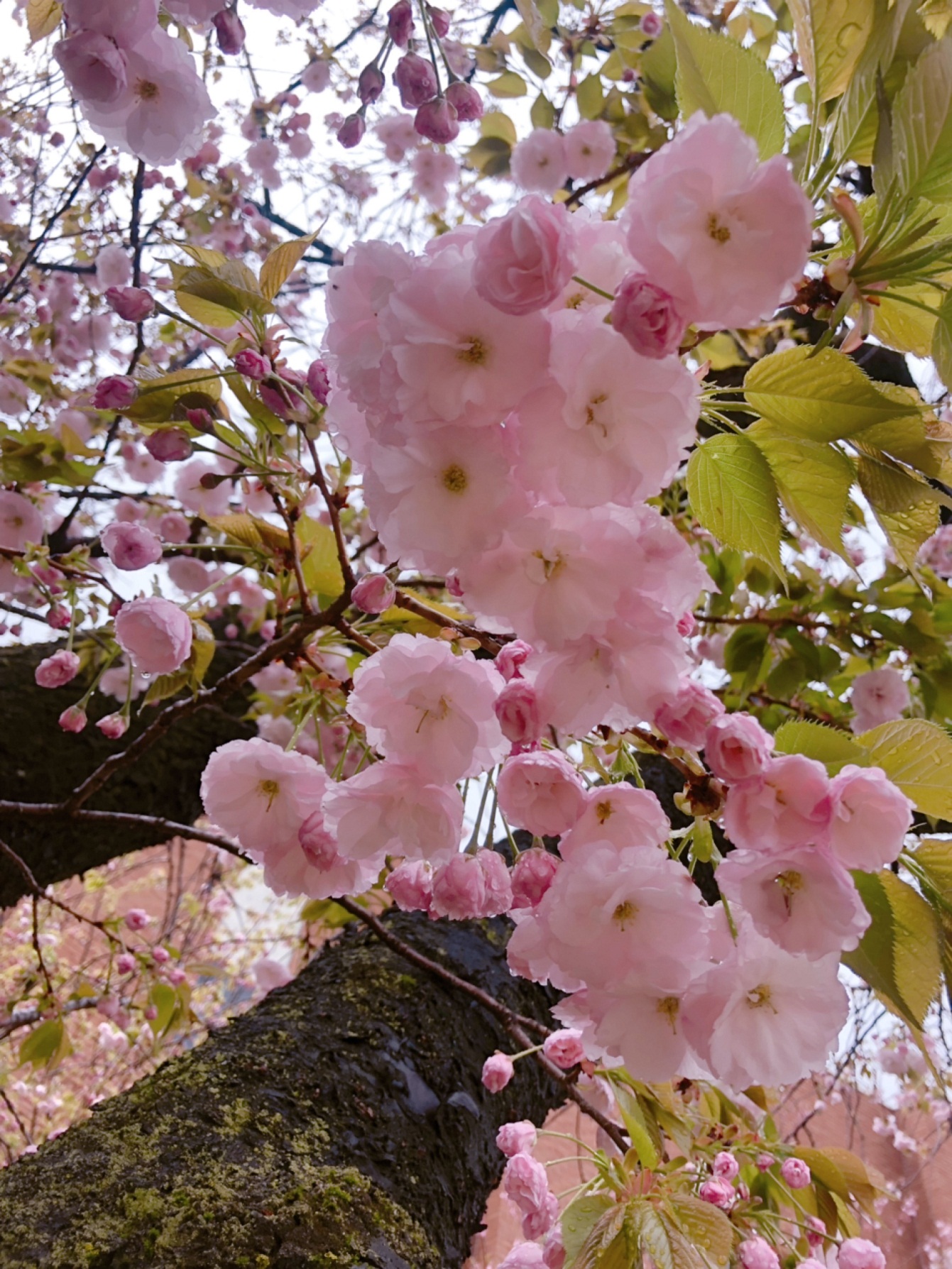 桜の種類をご存知ですか 家づくり学校 神戸校 アドバイザーブログ