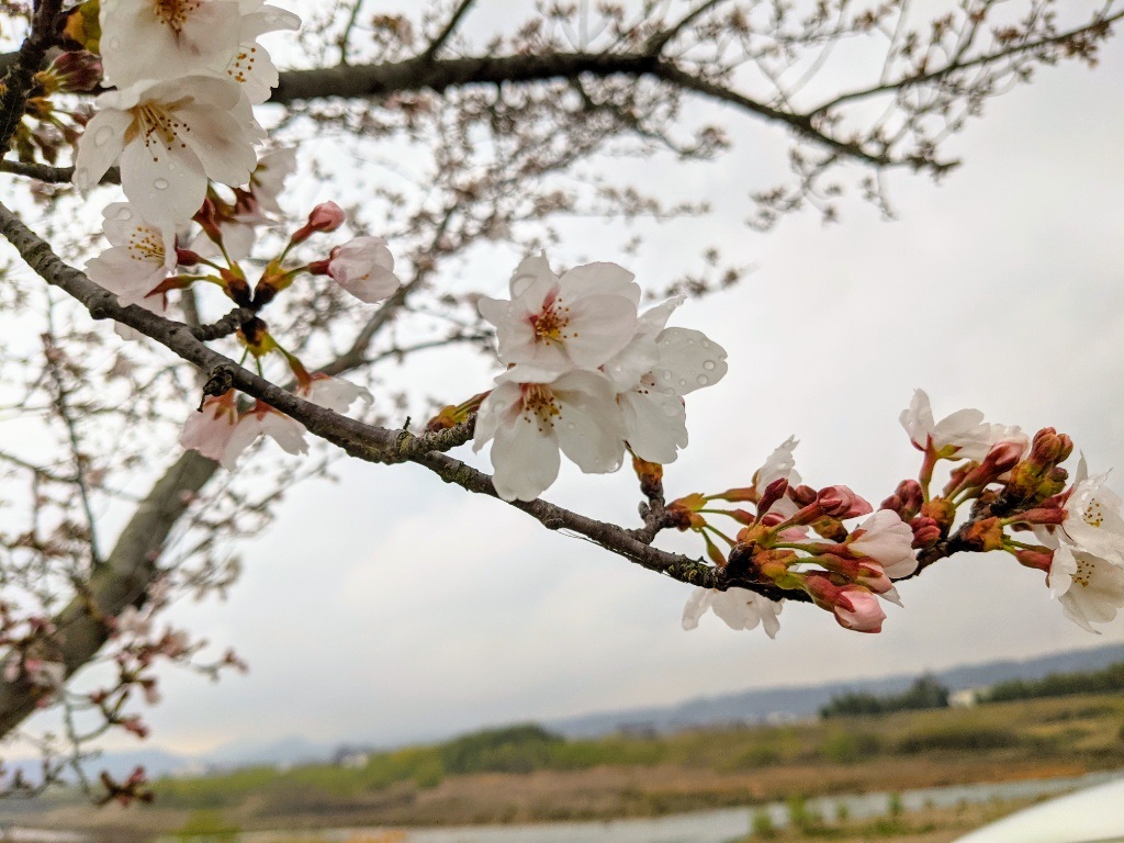 桜 を家づくりに使うことはあるの 家づくり学校 神戸校 アドバイザーブログ