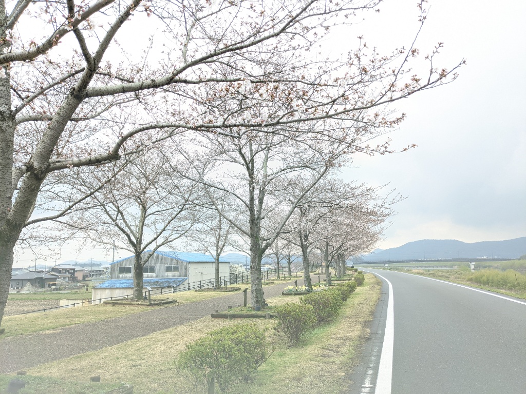 桜 を家づくりに使うことはあるの 家づくり学校 神戸校 アドバイザーブログ