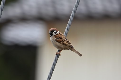 ツバメとスズメと 住宅のお話し 家づくり学校 松山校 アドバイザーブログ