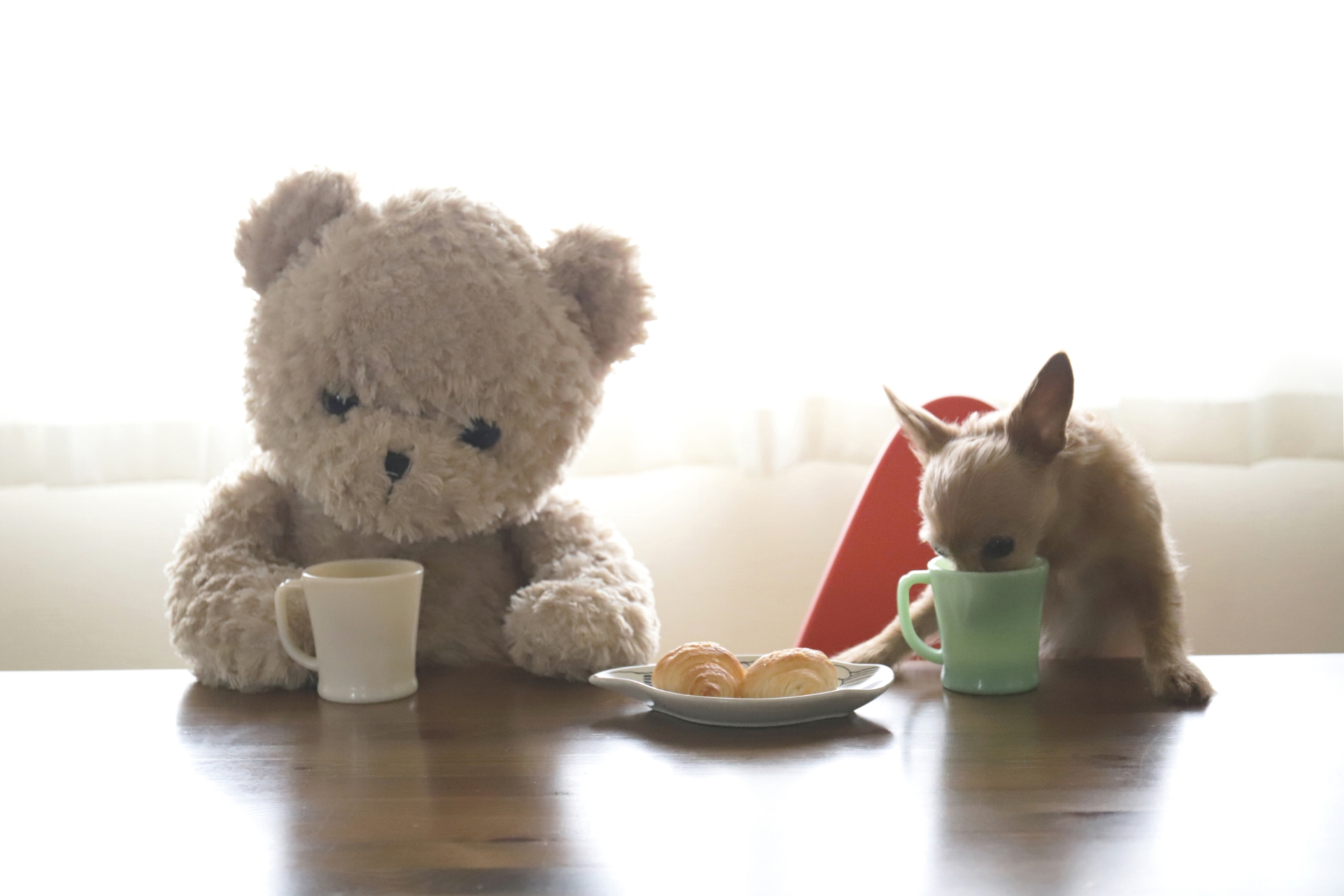 【山根の休日】ペットと一緒にランチタイム！
