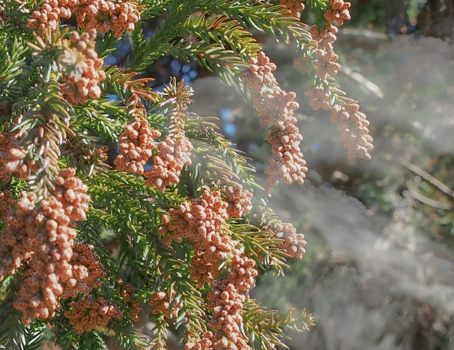 花粉症と家の気密性の関係とは？