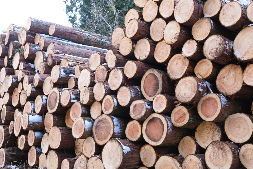 ロシア産木材の高騰【気になるニュース】