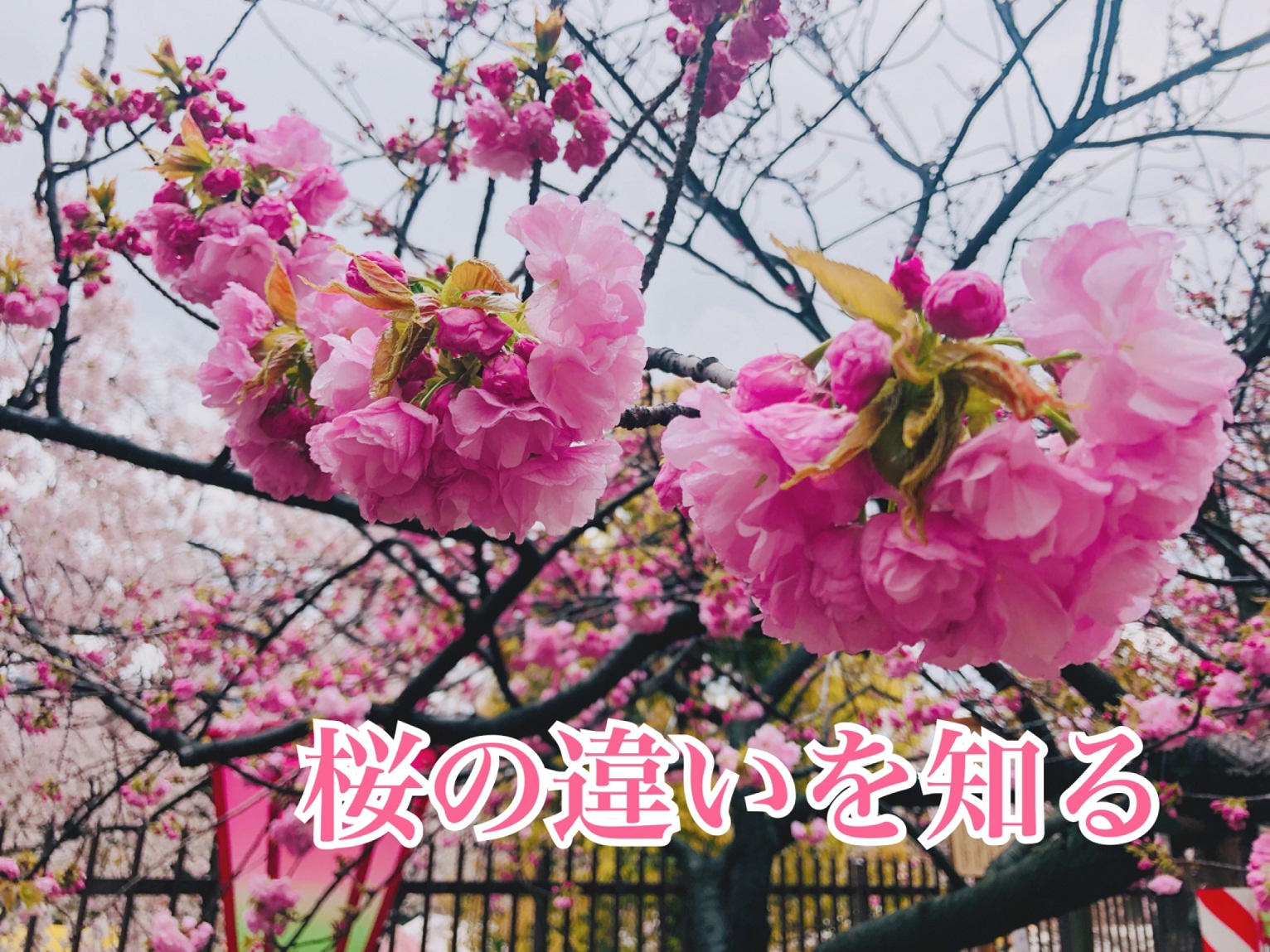 桜の種類をご存知ですか？