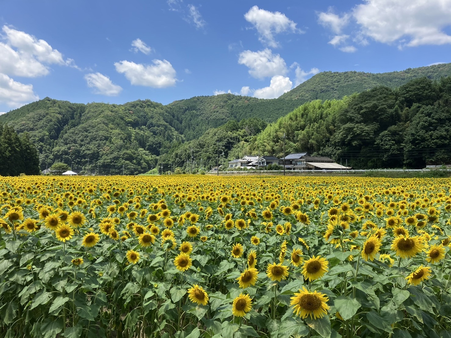 佐用町のひまわり畑🌻