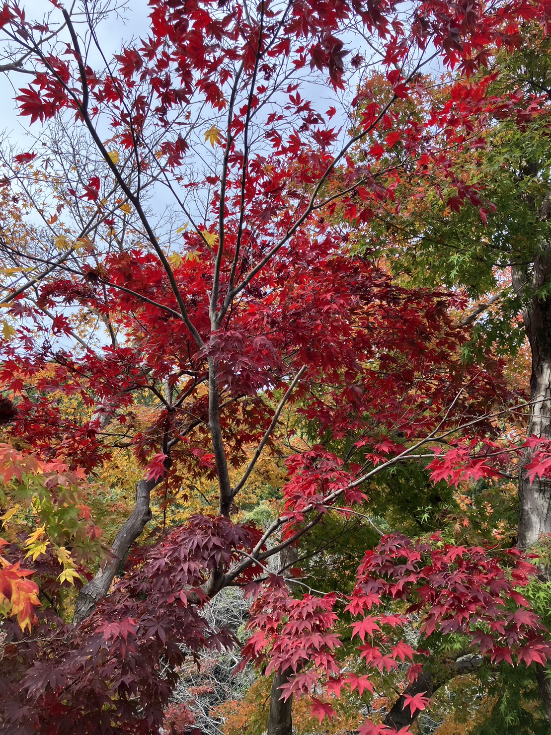 紅葉狩りに行ってきました