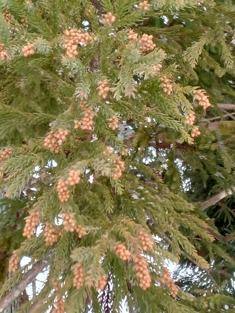 花粉の季節