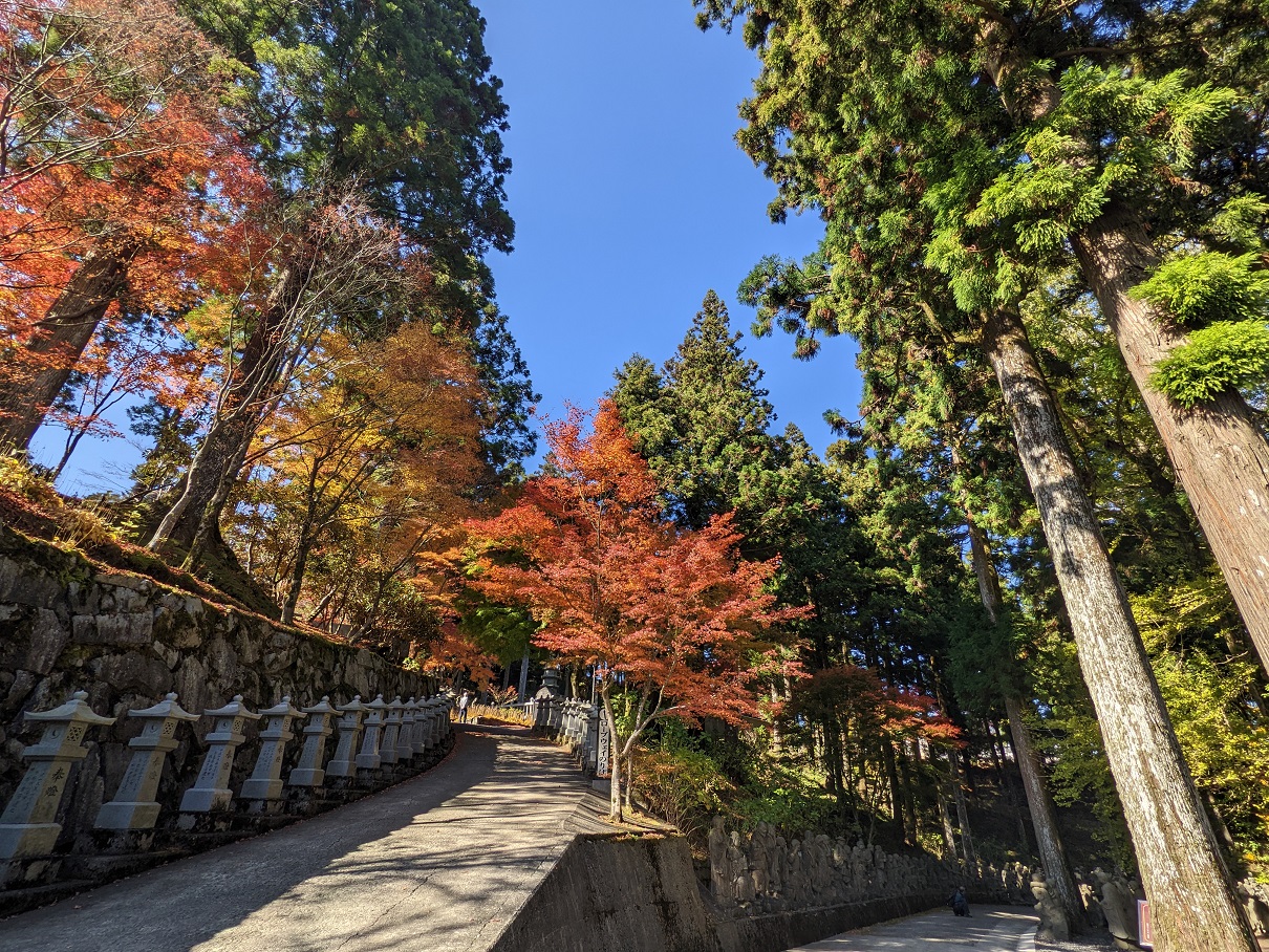 【休日記】雲辺寺山で紅葉とブランコを楽しむ