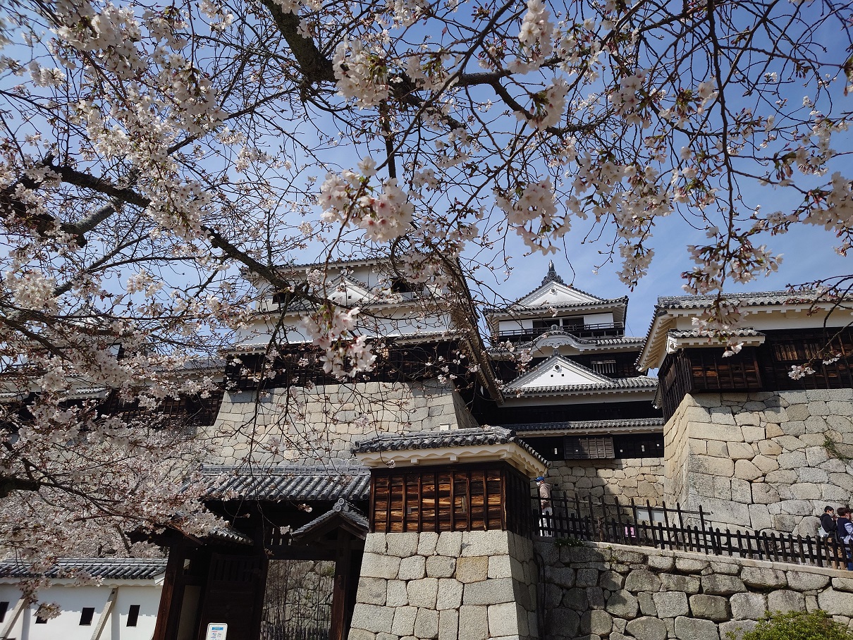 【休日記】桜満開の松山城