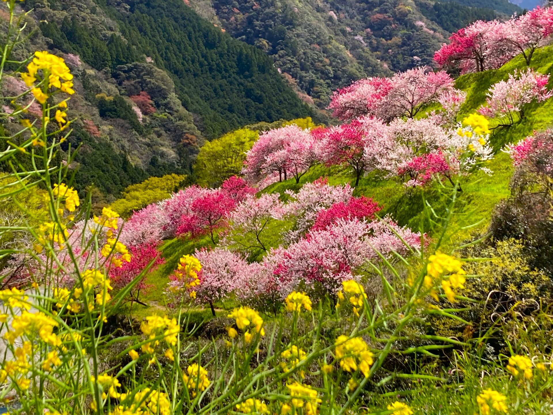 高性能住宅で花粉症が軽減する