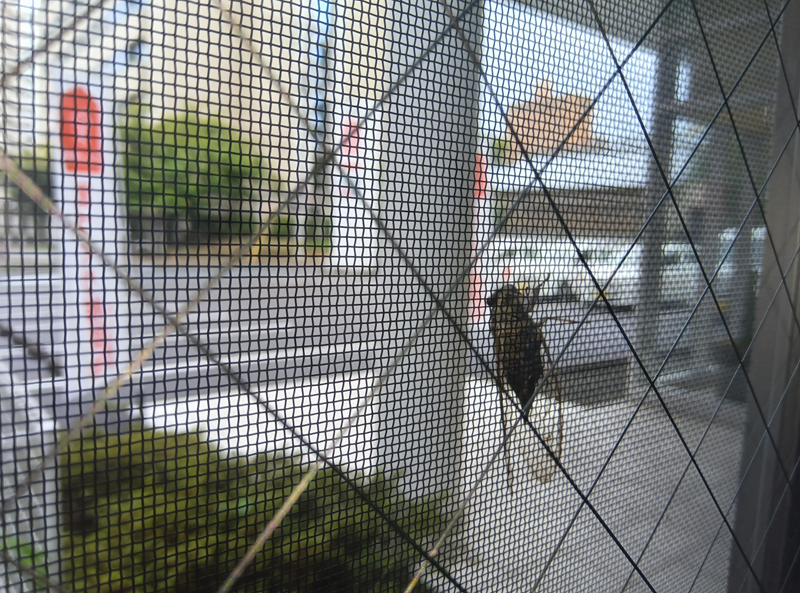 年々、秋が短くなっている…？！【個人的見解含む】