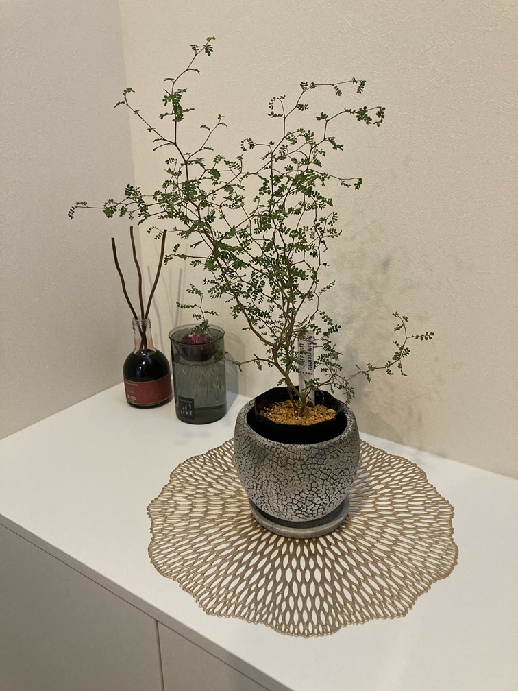 玄関先グリーンの画像