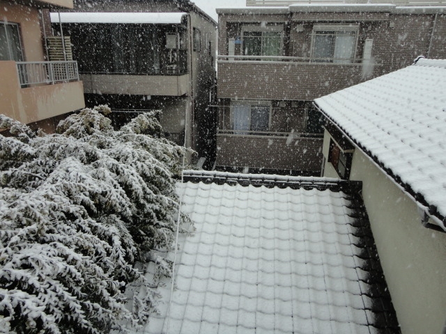 寒々しい雪が積もる画像