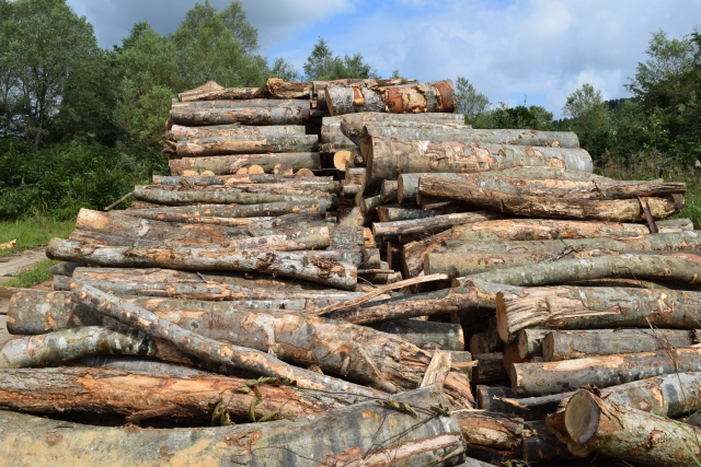 「ウッドショック」で木材価格が高騰＆供給不足に！？家づくりは急ぐべきか否か！？