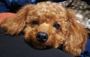家づくり学校で家づくりをしたお客様