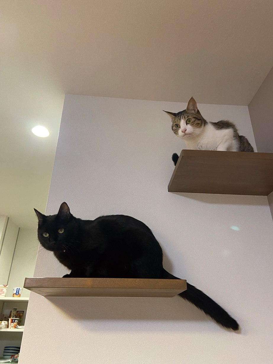 キャットウォーク