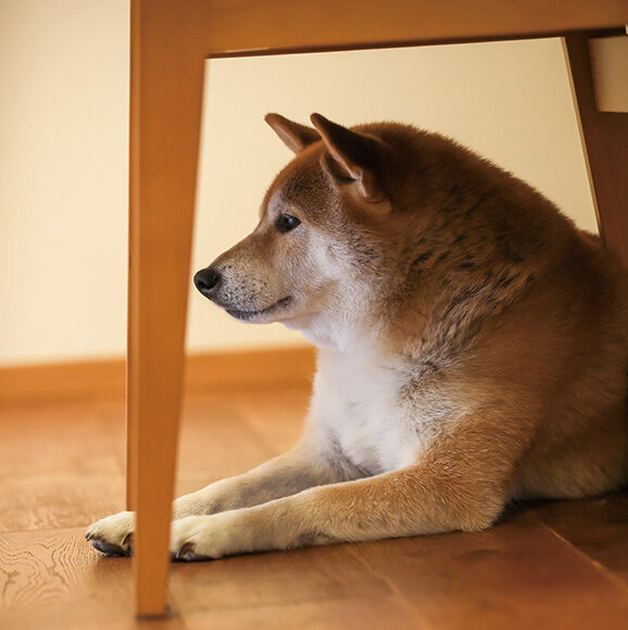 家づくり学校で家づくりをしたお客様