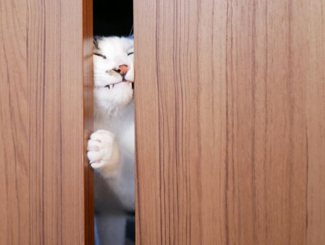 我が家の住まいから~徒然~戸編